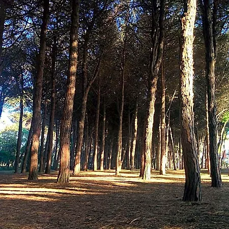 Lanzoni
